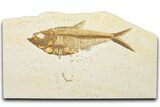 Detailed Fossil Fish (Diplomystus) - Wyoming #345391-1